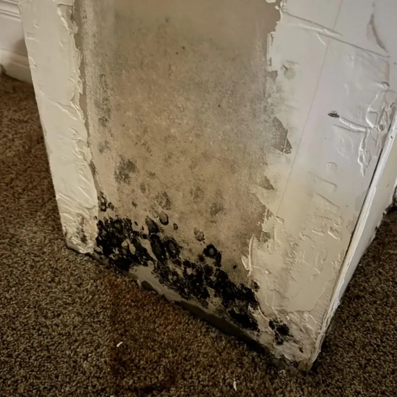 Professional Mold Removal in Rossville, NY